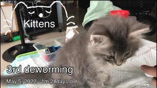 Deworming our Persian Kittens 3rd dose