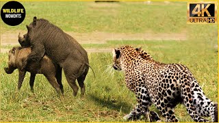 30 Incredible Moments Wild Boar Fight Leopard To The Last Breath | Animal Fight