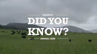 Did you know Cattle Animal Care