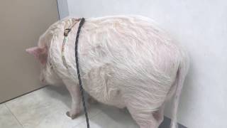 【ミニブタ】散歩じゃなかったの？…予防接種でいじけるつくね(♂tukune) Mini Pig