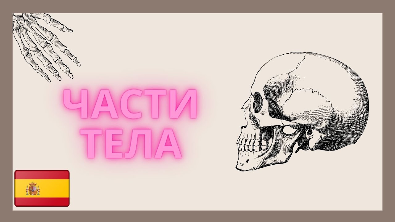 Части тела на испанском/ 55 слов за 15 минут.