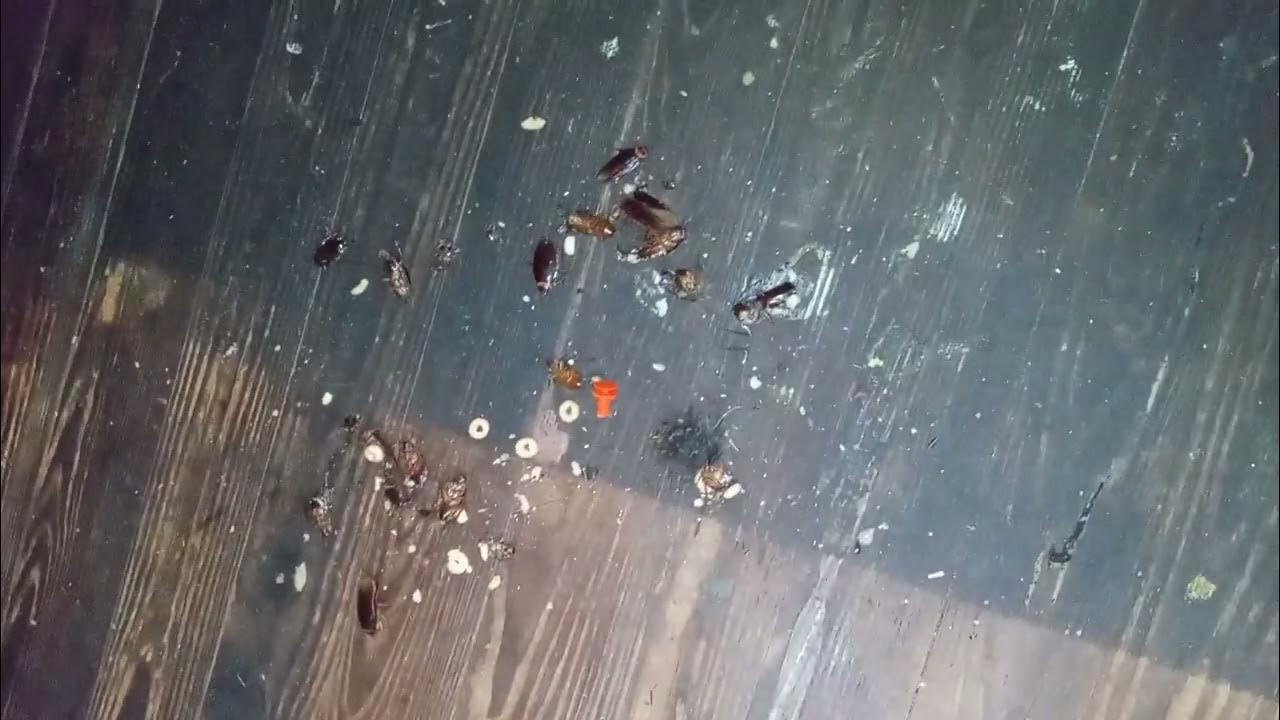 roaches crawling everywhere YouTube