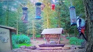 Woodpecker - Part 1