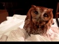 Screech Owl "Baby Hoot"