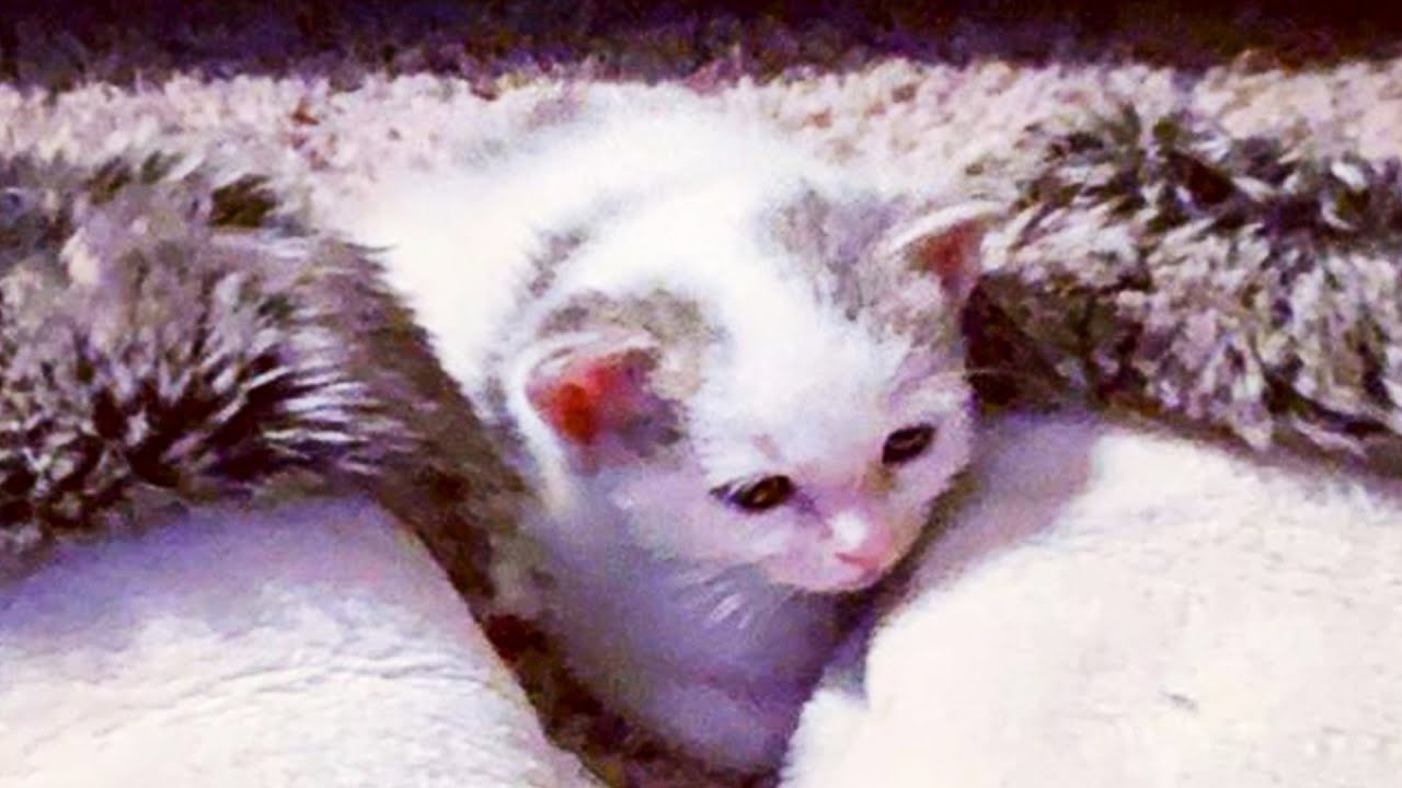 В бревне сидел 2-недельный котенок и тихо звал маму - YouTube