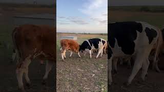 Задиры 🐮 #ферма #животные #природа #ростов #лето #коровы #быки #деревня #хутор