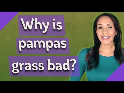 Video: Je li pampas trava otporna?