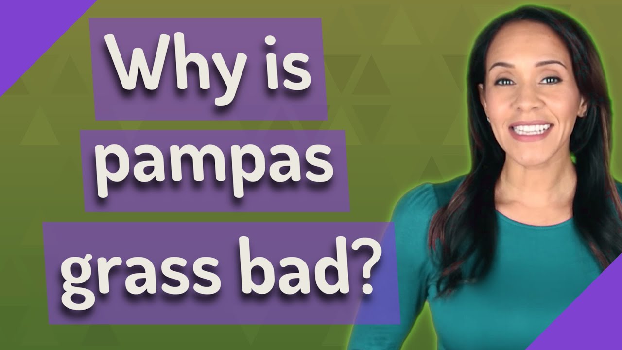 Why is pampas grass bad? YouTube