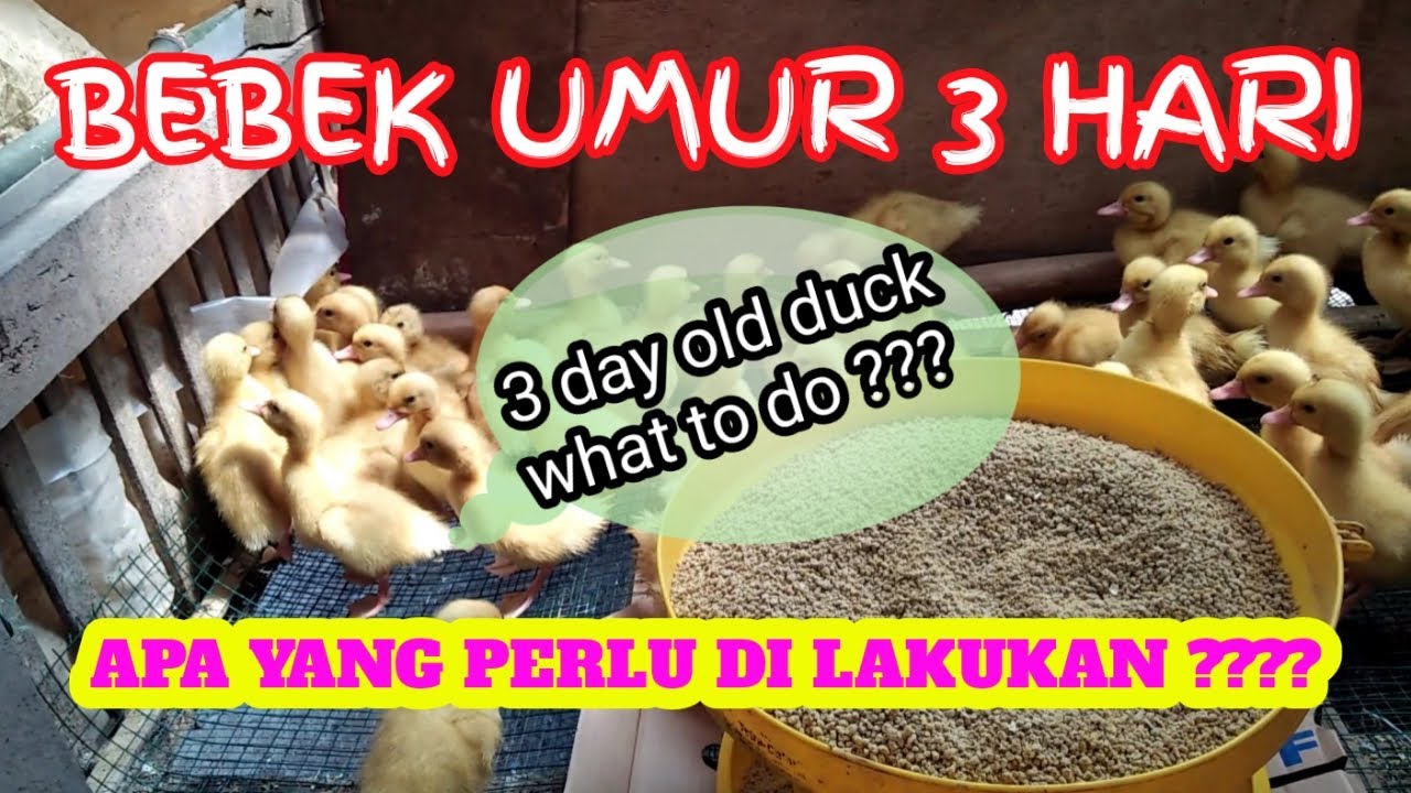 USAHA TERNAK BEBEK - 3 DAY 
