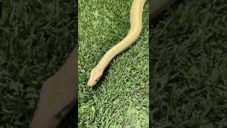 Hypo Granite het Albino, ph Green Burmese Python