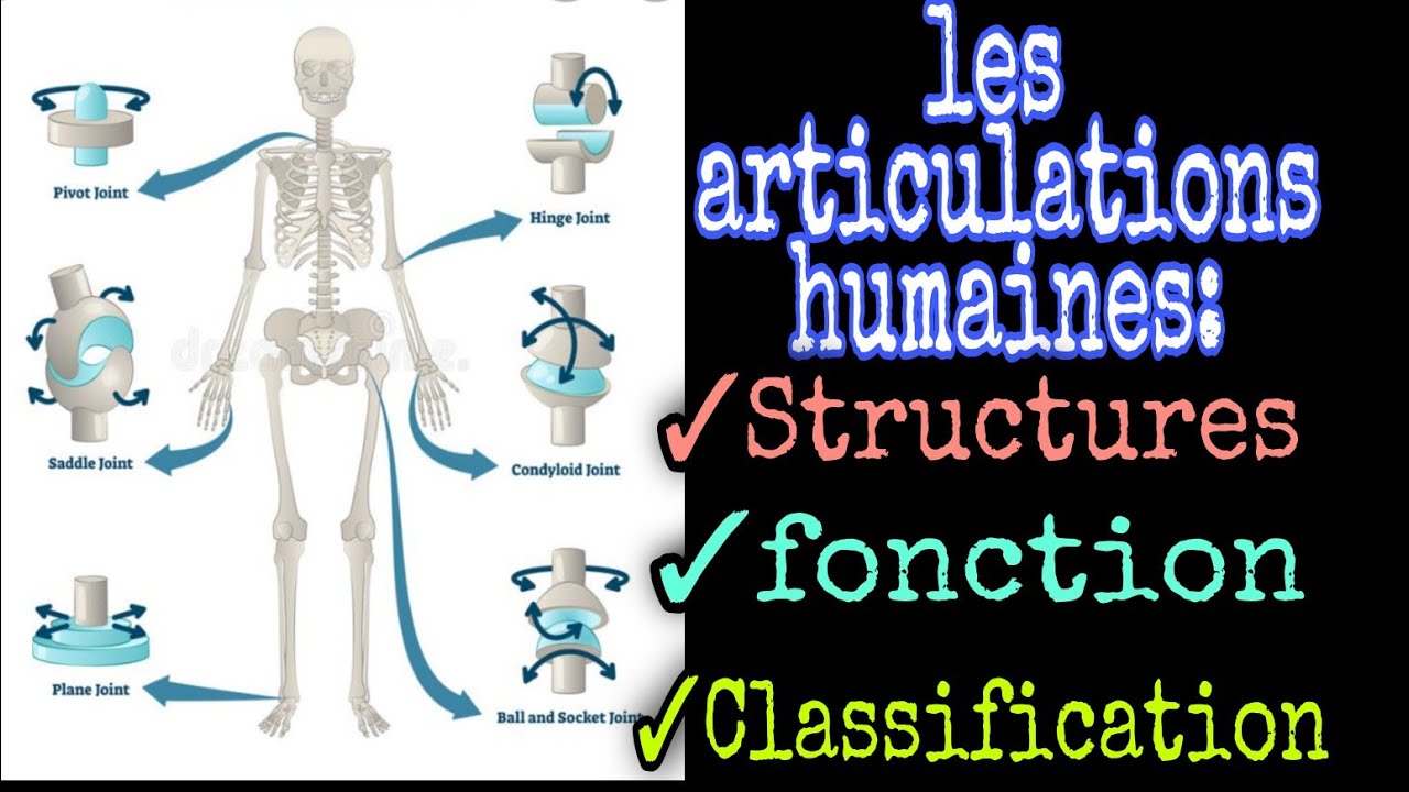 L'arthrologie: généralités/définition et classification articulaire.