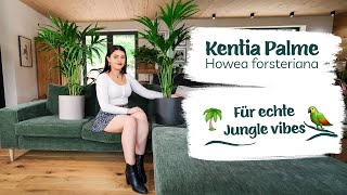 Kentia Palme - Das Musst Du Über Sie Wissen