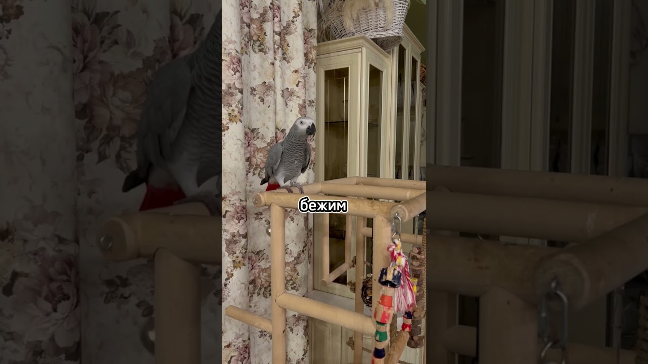 Когда твой попугай думает, что он комик 😂 | Смешная подборка забавных питомцев
