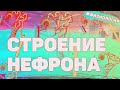 Нефрон / Строение и функции / анатомия / строение / ФИЗИОЛОГИЯ ЧЕЛОВЕКА
