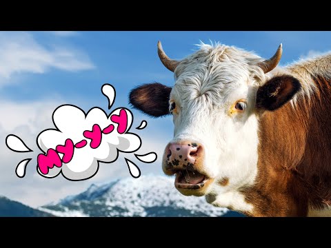 Туба дуба дуба Весёлая корова танцует и поёт Мычание коровы для детей