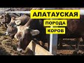 Алатауская мясо-молочная порода коров | Животноводство | Скотоводство | Алатауская корова | КРС