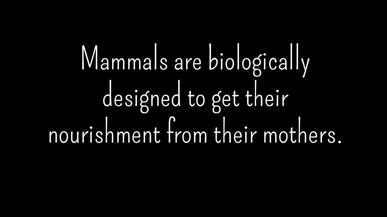 Mammals Nursing Their Young Compilation YouTube