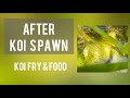 After Koi Spawning Koi Pond - Koi fry and food 錦鯉池產卵 Hồ cá koi sinh sản