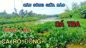 Câu CÁ RÔ ĐỒNG – Vừa Xuống Cần Gặp Cá Khủng Lộn Ăn Thấy Mê / Gặp Bầy CÁ TRA SÔNG Không Thể Ngờ