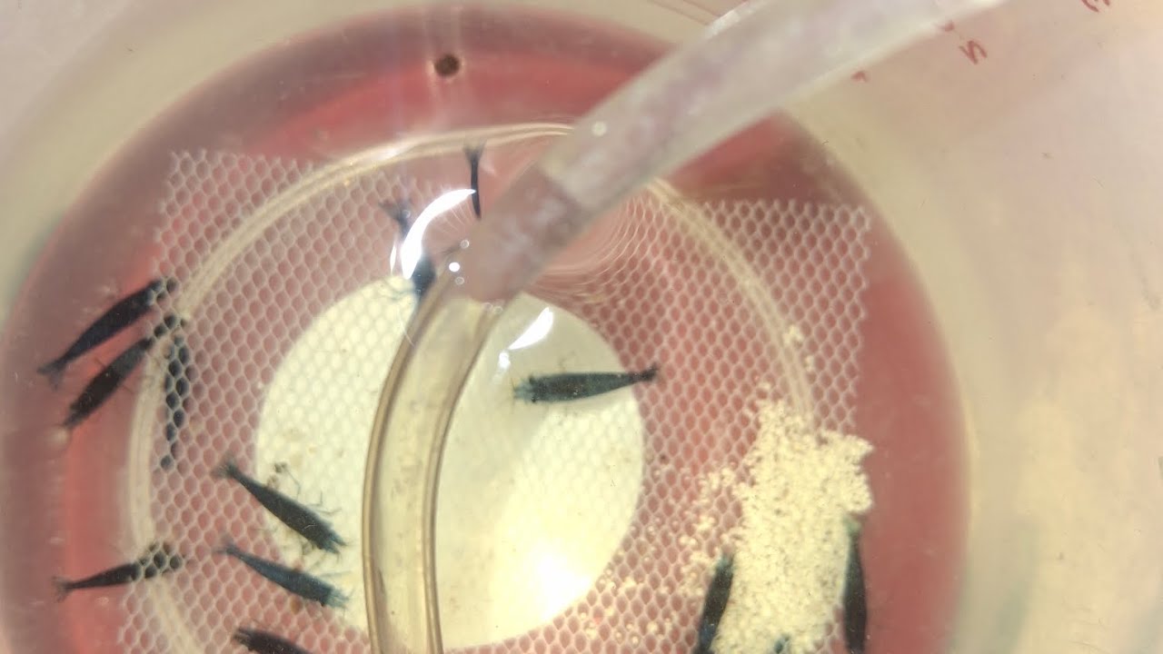 Креветки Blue Dream для нано-аквариума