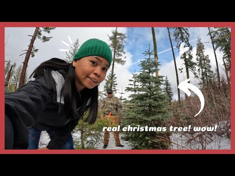 cutting down real christmas tree | US holiday tradition | FilAm