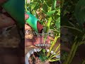 Create native rose lollipops#Rose#High voltage#Rose#Flowers and green plants#Planting
