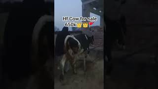 Hf Friesen Cow #dairyherd #dairyindustry #dairyfarm #dairylover ❤️❤️#vet ghazanfar Ali #shorts