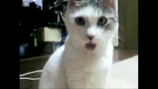 OMG Cat XD