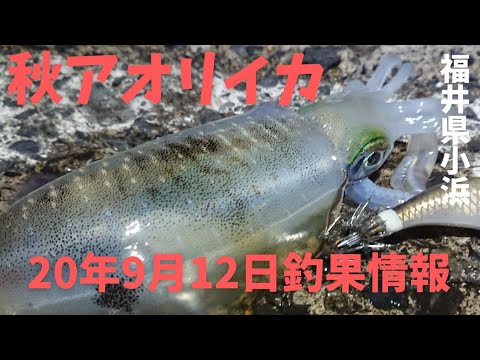 エギング 9月12日釣果速報 秋イカin福井小浜方面 朝まずめ短期決戦 Youtube