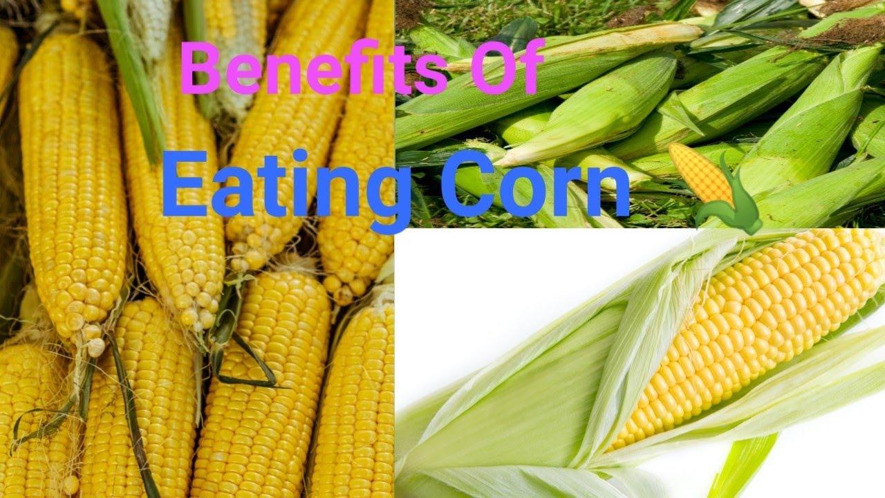 Health Benefits Of Corn ll Benefits Of Eating Corn 🌽 YouTube