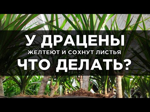 Желтеют и сохнут листья у драцены. Что делать?