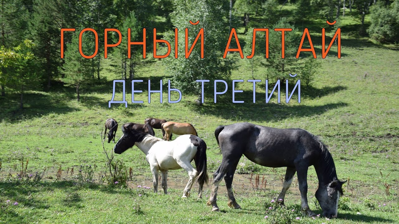 Белокуриха дикарями на машине