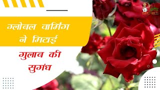 ग्लोबल वार्मिंग से खतरे में गुलाब की खेती || Rose Farming In India