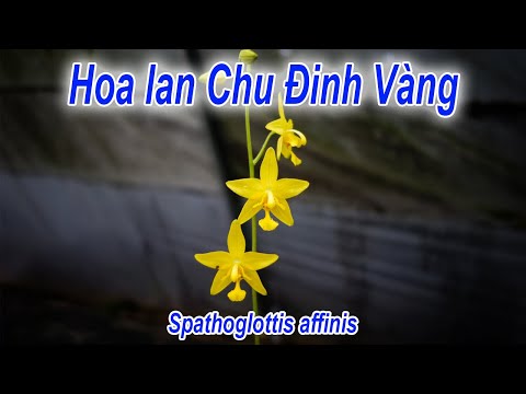 Video: Phong Lan Spathoglottis Là Gì - Thông Tin Về Cách Chăm Sóc Lan Trên Mặt Đất