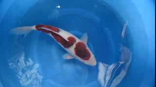 Koromo - Fukazawa - Kodama Koi