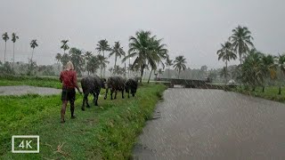 A beautiful place to walk on a rainy day | Kerala Village | Relaxing rain sounds for sleep