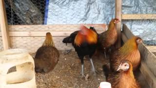 Red Jungle Fowl Breeders, Noob Qab Qus Zoo Nkauj