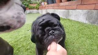 2024年5月8日 by pug boston terrier bros. 89 views 13 days ago 1 minute, 49 seconds