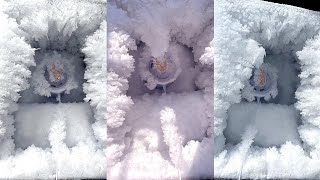 SOLO / ASMR FREEZER FROST EATING & SCRAPING / WHITE ICE / HARD ICE
