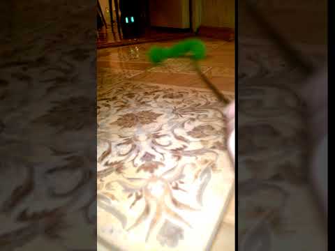 ТОСЯ ИГРАЕТ с ДРАЗНИЛКОЙ/Мини видео/Life Pets