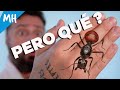 Compro 4 de las HORMIGAS más RARAS del MUNDO! Una se alimenta de sangre! qué?? 😂 - Especial Navidad