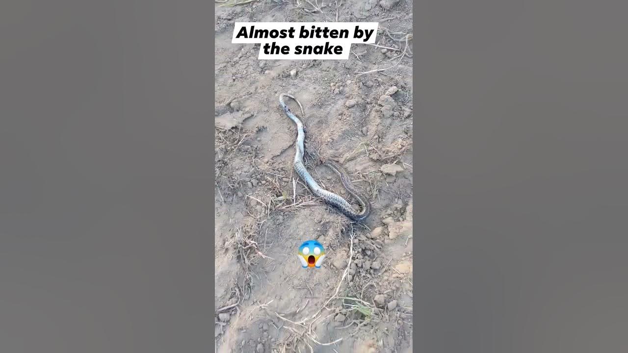 Watch out for the snakes - YouTube