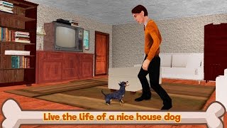 🐶👍Chihuahua Dog Simulator 3D-Симулятор Cобаки Чихуахуа-By WonderAnimals-Android 🐶👍Chihuahua Dog Simulator 3D-Симулятор Cобаки Чихуахуа-By WonderAnimals-Android