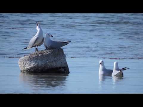 Audouin's Gull, Gabbiano