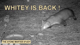 Hoorayyyy! Whitey is back 😀  (Stone marten family/Steinmarder/Husmår) (best at 1440p)