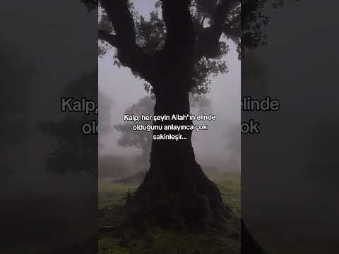 Kalp, her şeyin