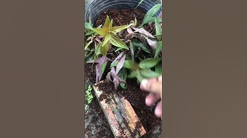 trồng cây thuốc dòi #duoclieu #câythuốcnamquí #câythuốcquý #caythuoc