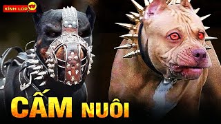 🔥10 Động Vật Cực Khủng Cực Thông Minh Trung Thành Nhưng Bị Cấm Nuôi Trên Thế Giới | Kính Lúp TV