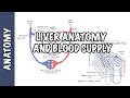 Liver Anatomy and Blood Supply
