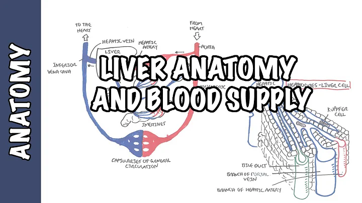 Liver Anatomy and Blood Supply - DayDayNews